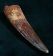 Spinosaurus Tooth, Monster Meat-Eater #8346-1